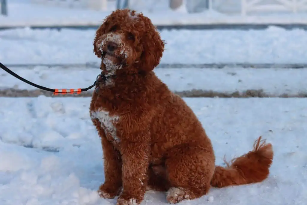 4 a red australian Labradoodle in snow