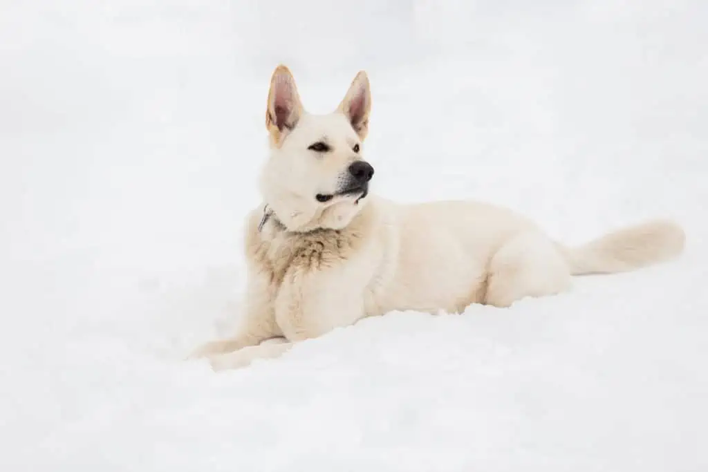 4 a white German Shepherd