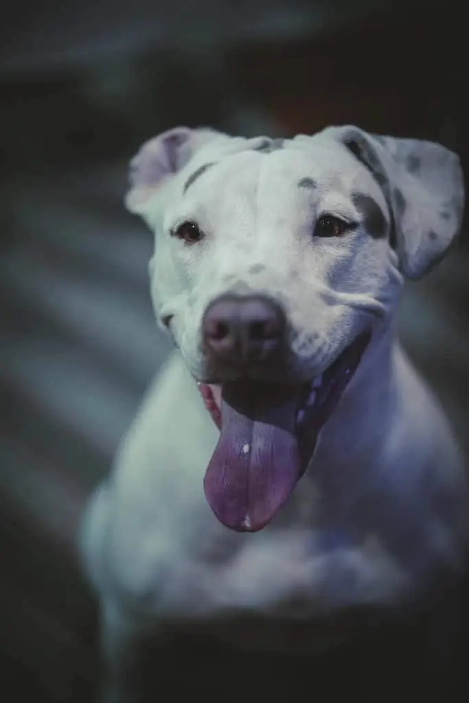 4 a white and black merle pitbull