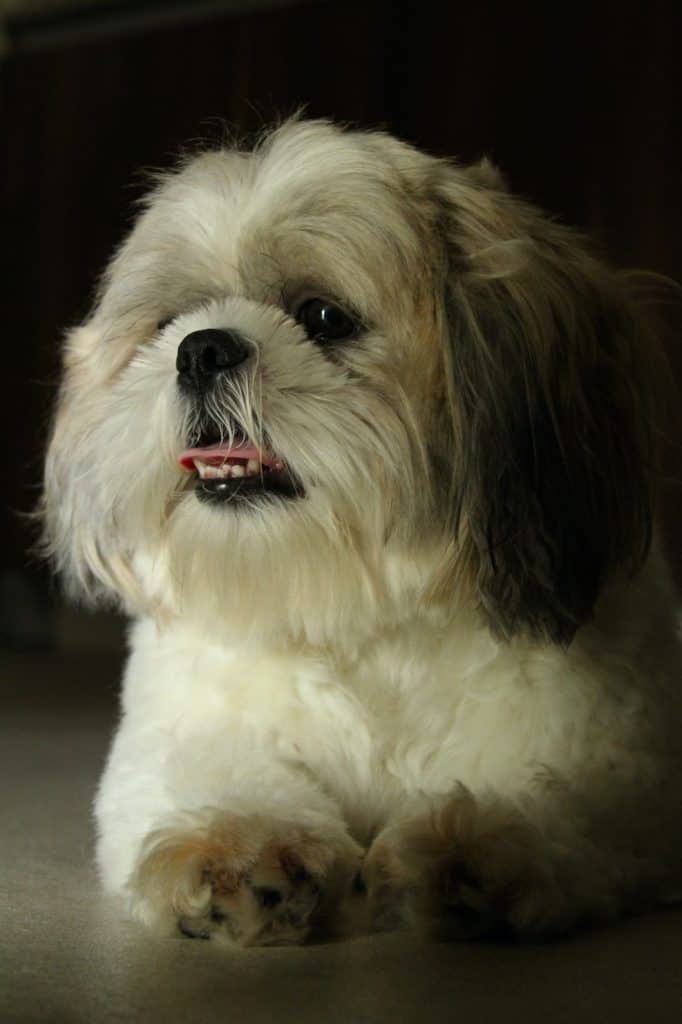 4 a white shih tzu 4 a white shih tzu
