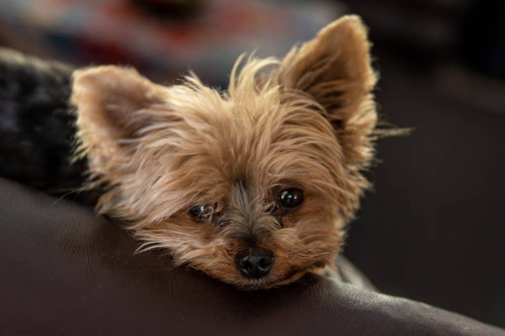 4 a yorkshire terrier 4 a yorkshire terrier