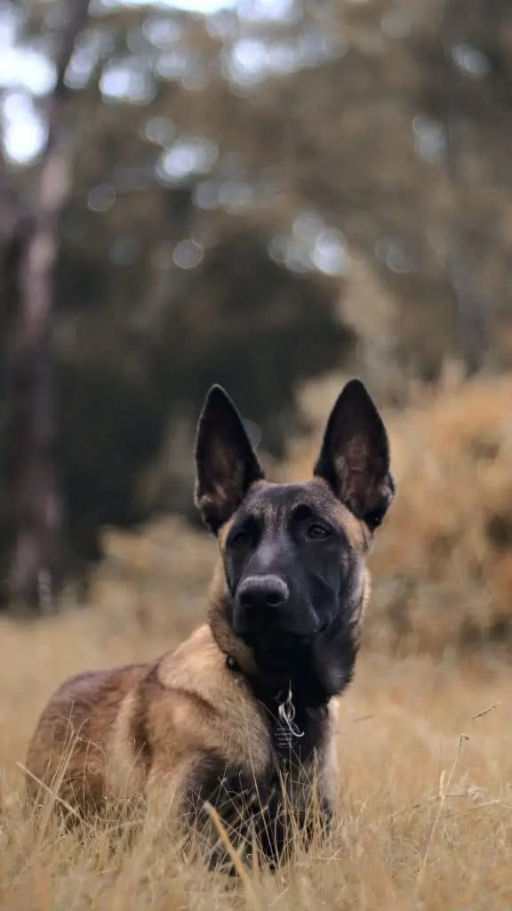 5 a Belgian Malinois