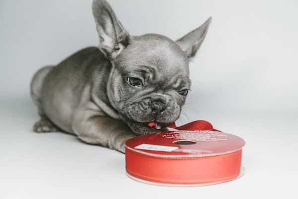 5 a blue frenchie puppy with red ribbon