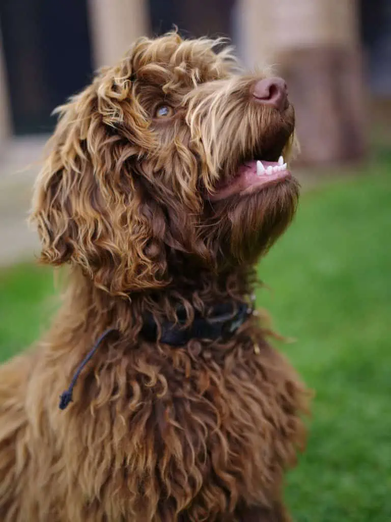 5 a brown Australian Labradoodle