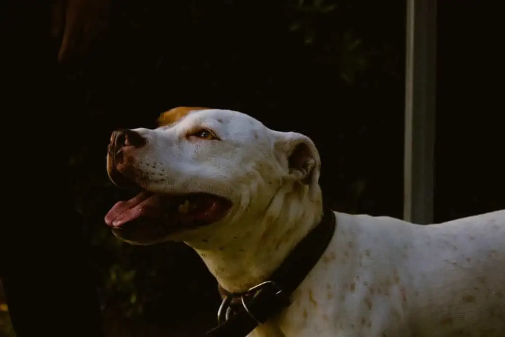 5 a brown and white merle pitbull