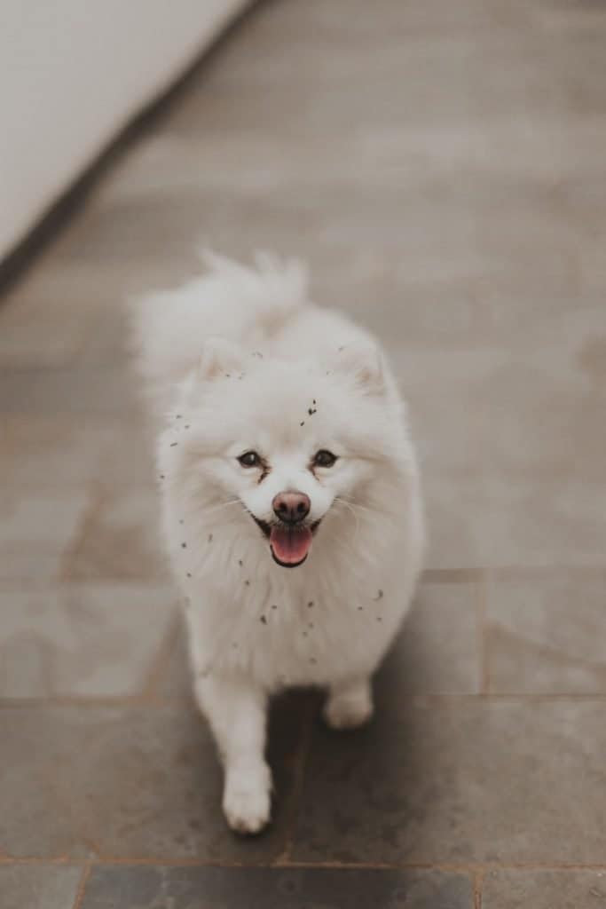 5 a pomeranian with dirt on it 5 a pomeranian with dirt on it