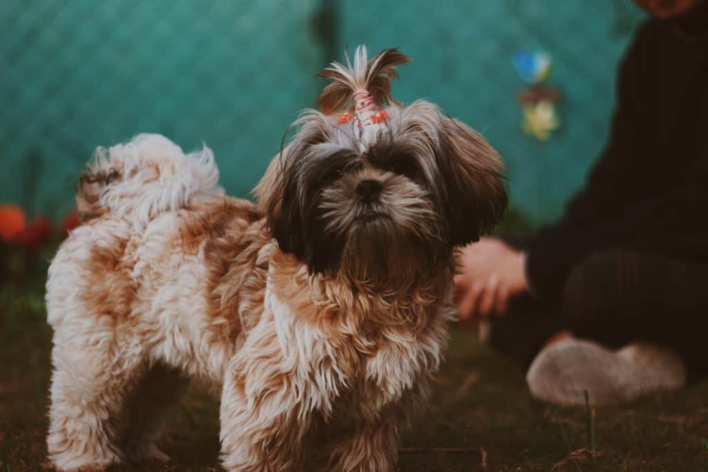 5 a shih Tzu with her hair in a hair tie 5 a shih Tzu with her hair in a hair tie