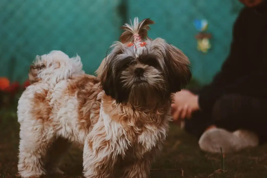 5 a shih Tzu with her hair in a hair tie