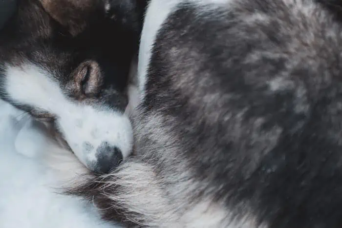 5 a sleeping Agouti Husky puppy