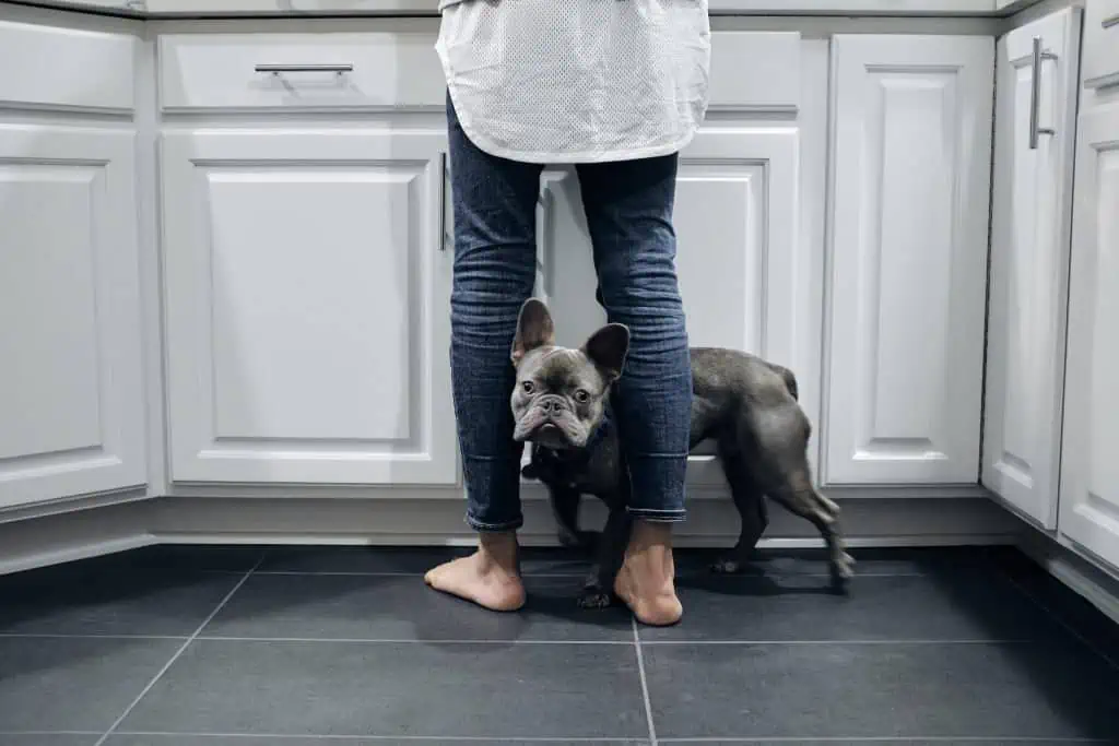 6 A blue frenchie under legs