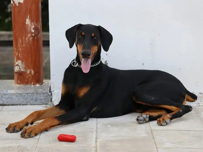 6 a Doberman Pinscher