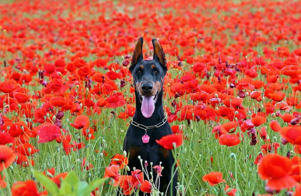 6 a Doberman in red flowers 6 a Doberman in red flowers