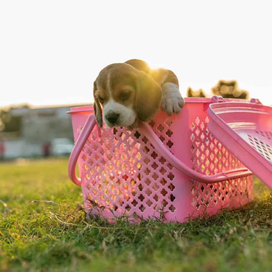 6 a beagle in a basket 6 a beagle in a basket