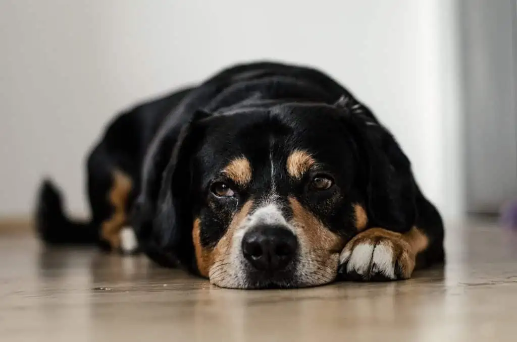 6 a black and brown dog laying on the floor