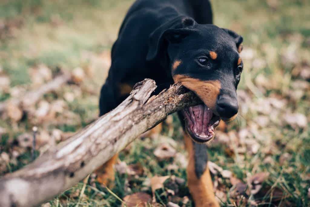 6 a doberman rottweiler with a stick