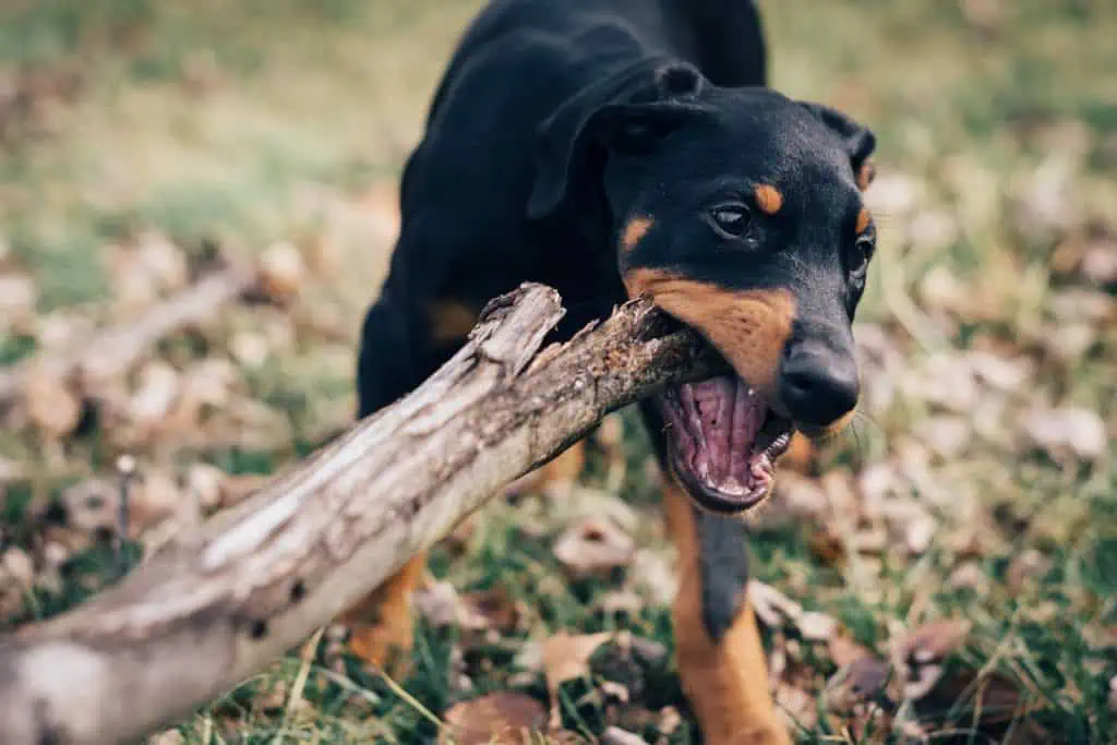 6 a doberman rottweiler with a stick