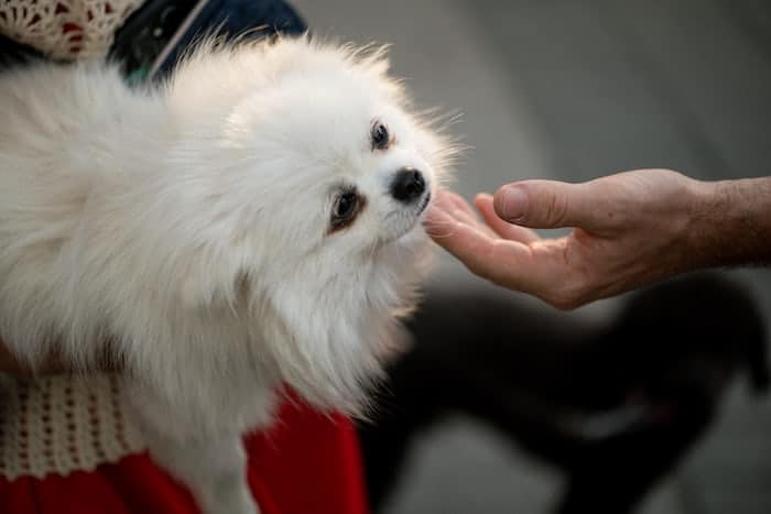 6 a person petting a white pomeranian 6 a person petting a white pomeranian