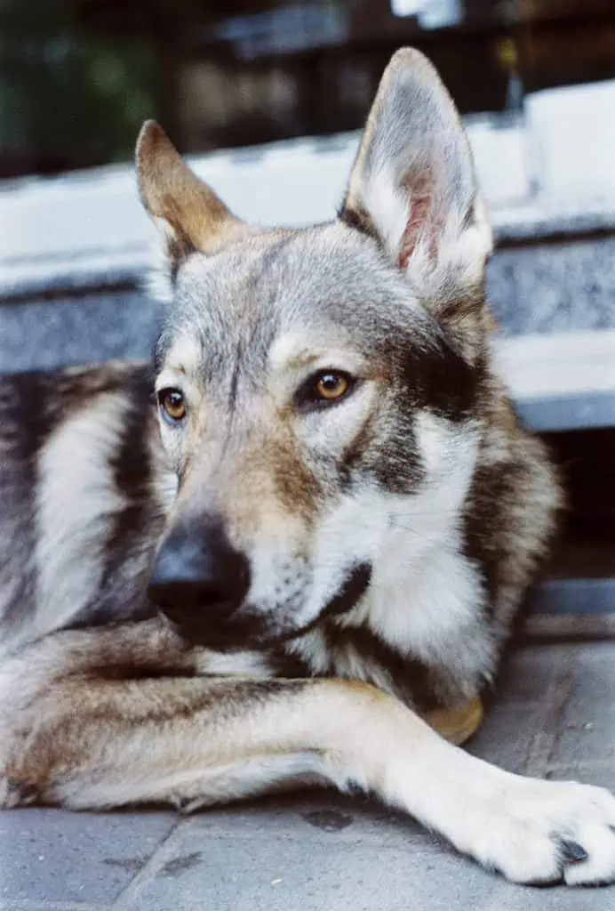 6 a yellow Agouti Husky laying down