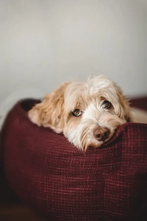 6 an australian labradoodle in a red bed