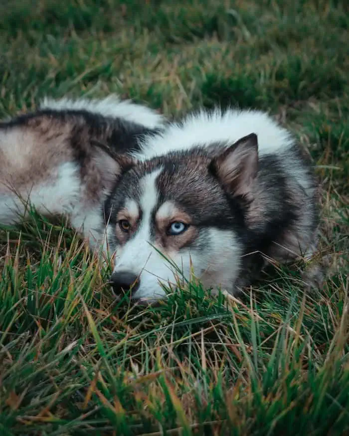 7 An Agouti Husky with one blue eye