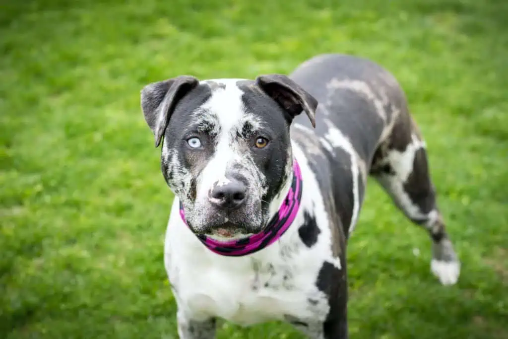 7 a blue eyed merle pitbull