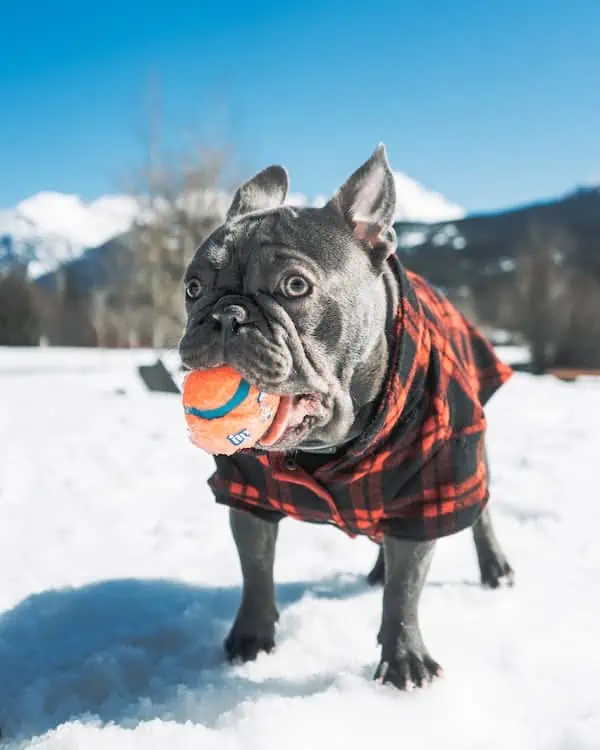 7 a french bulldog with a ball