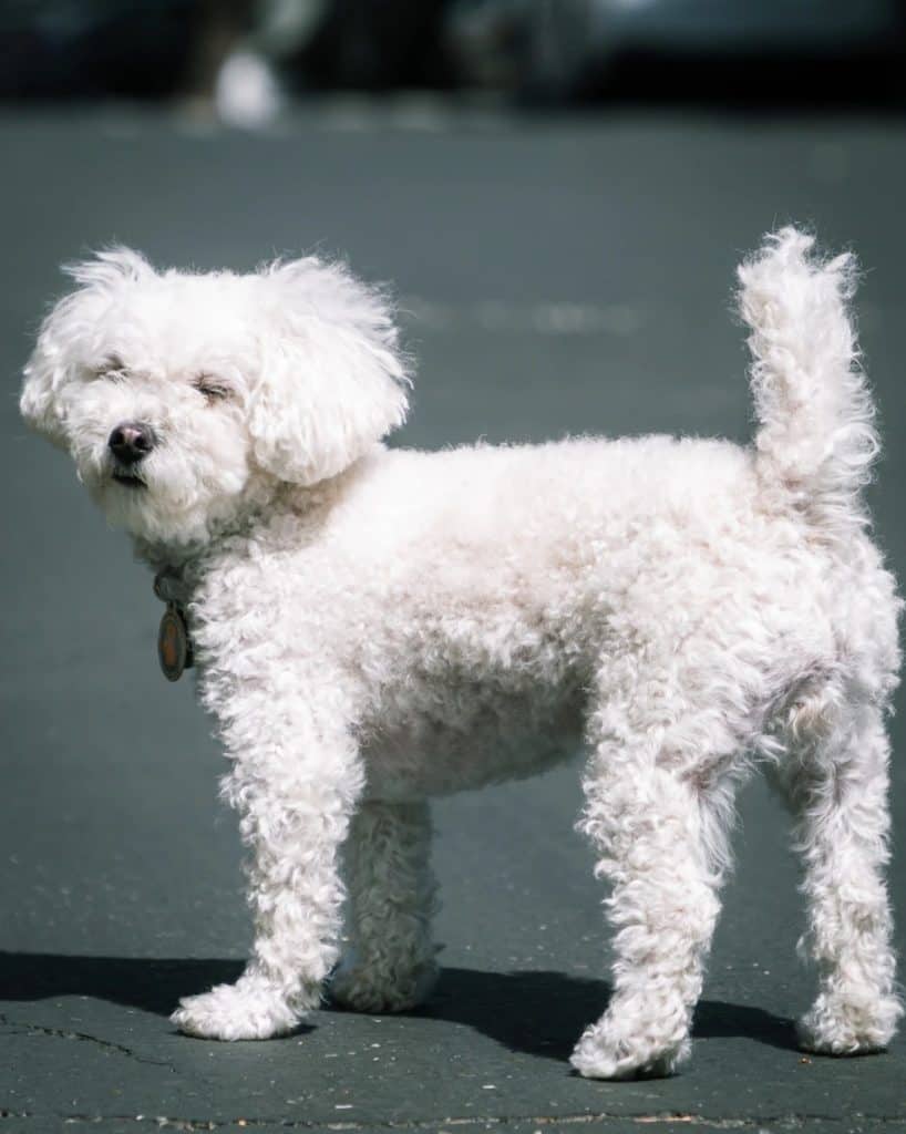 7 a maltese poodle mix