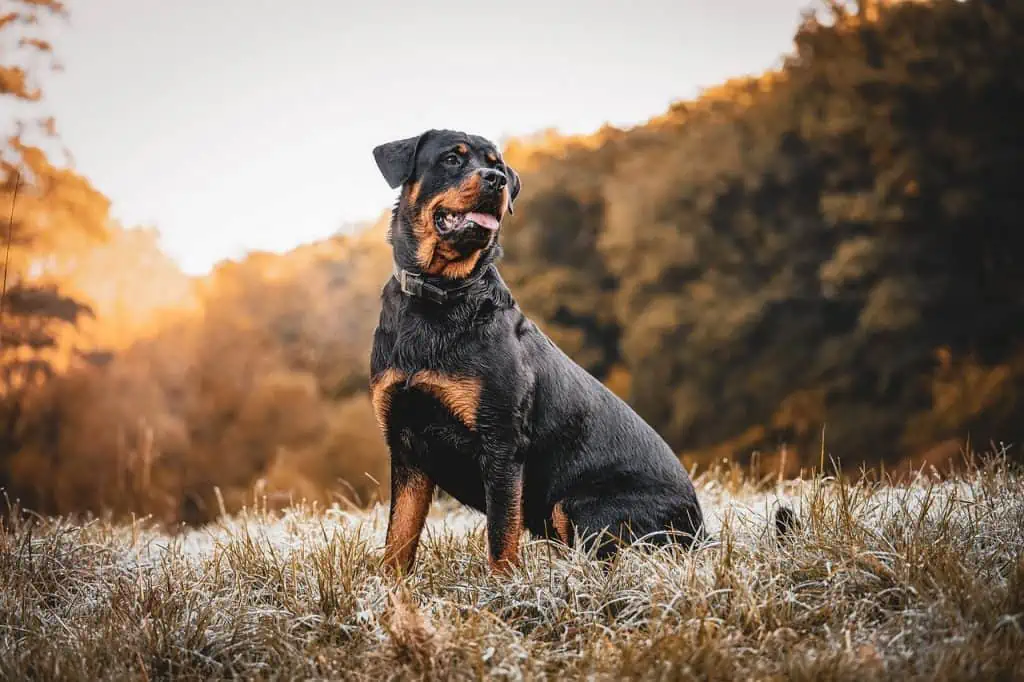 7 a rottweiler