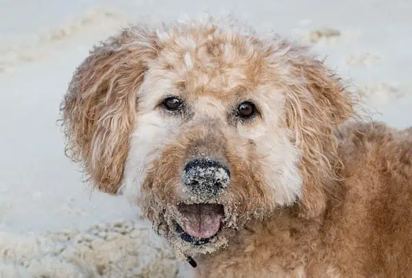 7 an Australian Labradoodle in sand