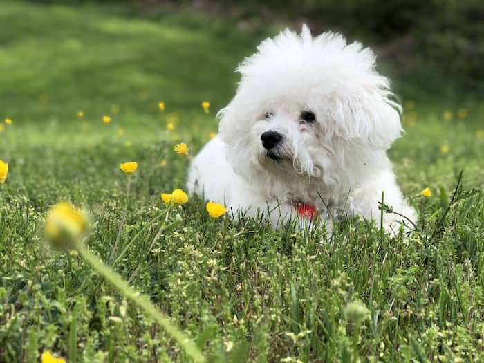 8 a bichon frise laying in flowers 8 a bichon frise laying in flowers