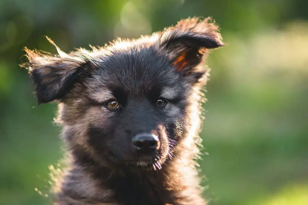 8 a black and silver GDS puppy