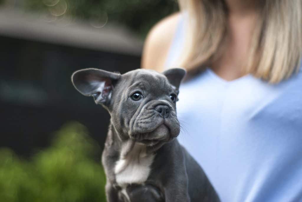 8 a blue frenchie puppy on a lap