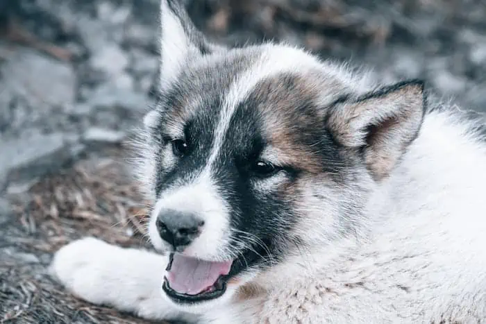 8 an agouti husky puppy