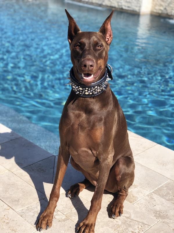 9 A doberman Pincher by a pool 9 A doberman Pincher by a pool