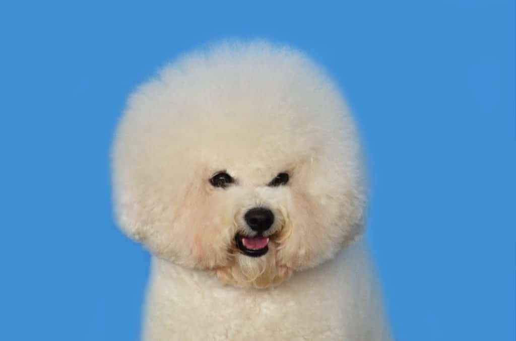 9 a Bichon Frise