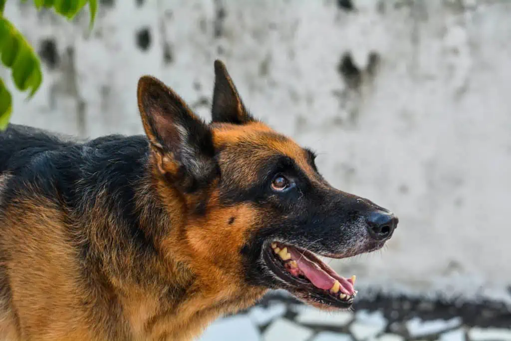 9 a black and red German Shepherd