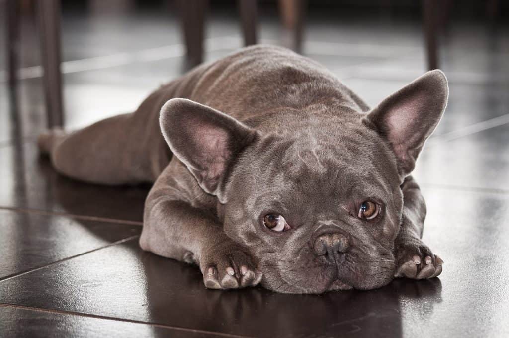 9 a blue French Bulldog on a floor