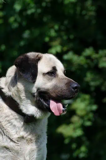 9 a kangal shepherd