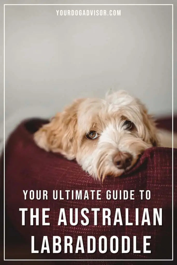 Australian Labradoodle