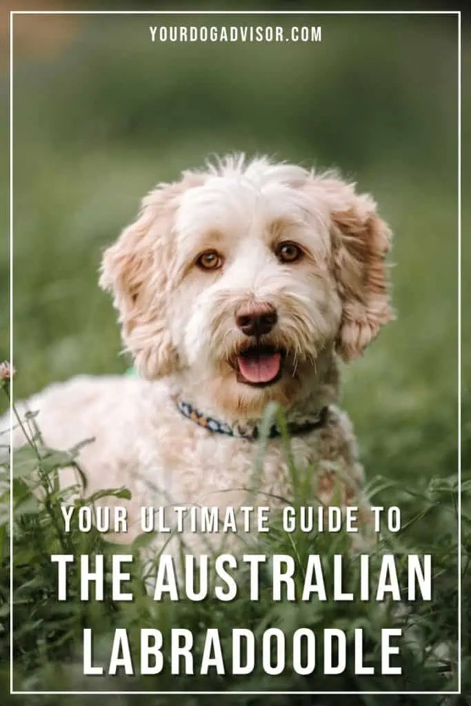 Australian Labradoodle 2