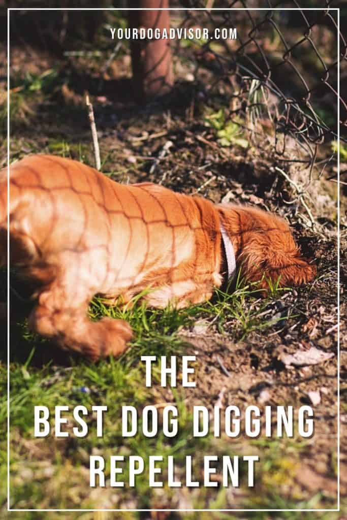 Best Dog Digging Repellent Your Dog Advisor