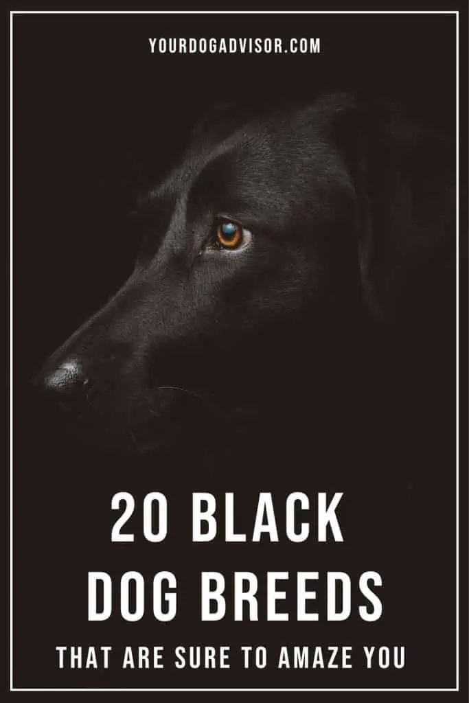 Black Dog Breeds 1