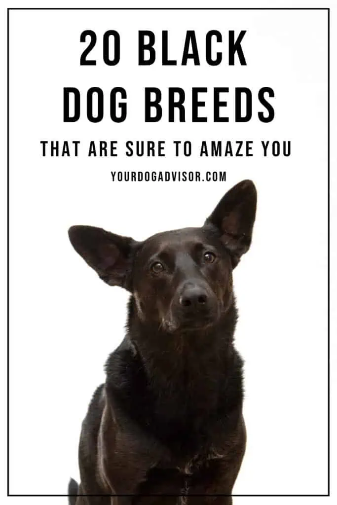 Black Dog Breeds 2