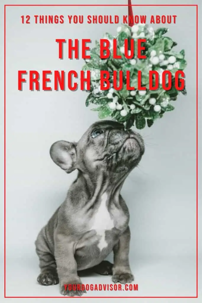Blue French Bulldog 1