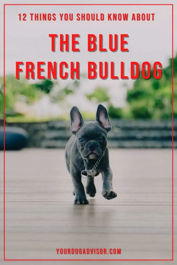 Blue French Bulldog 2