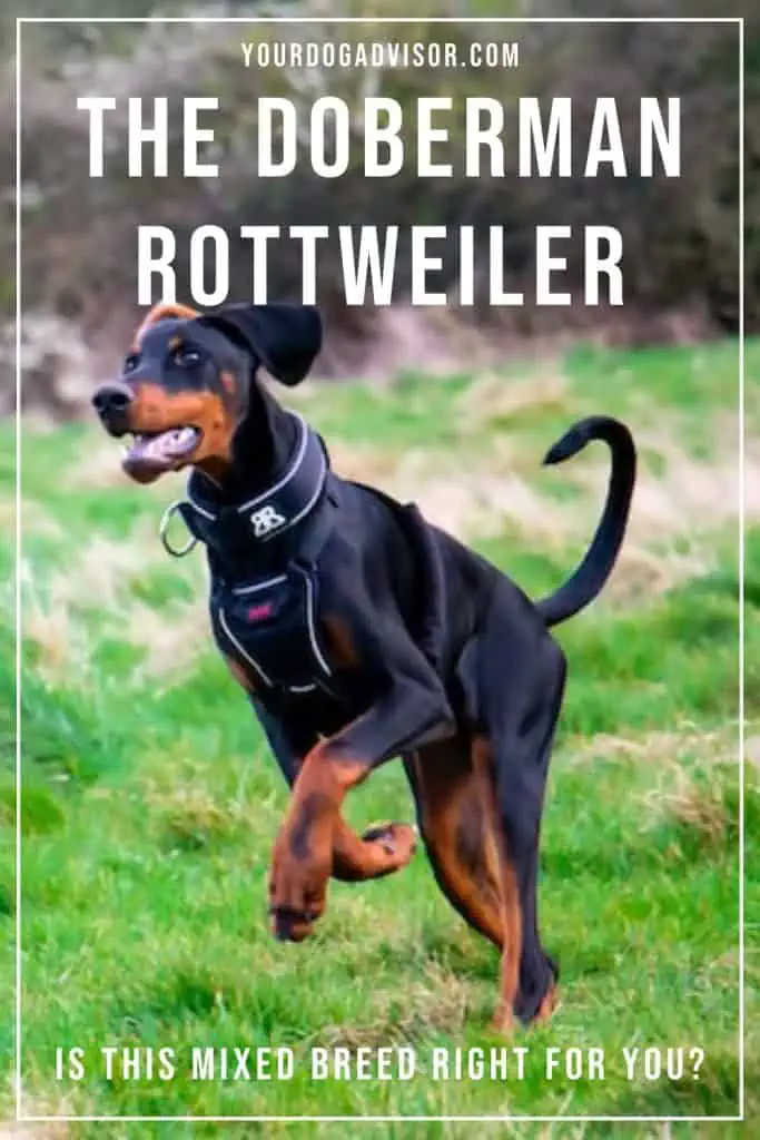 Doberman Rottweiler 1