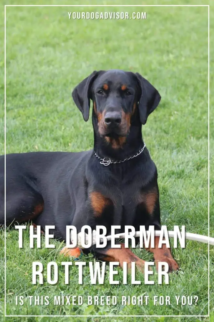 Doberman Rottweiler 2