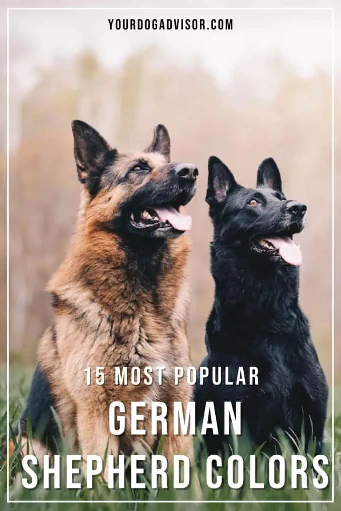 German Shepherd Colors 1