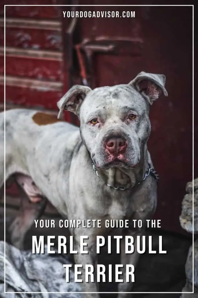 Merle Pitbull 2