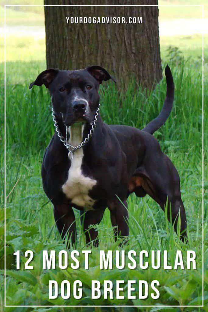 12 Most Muscular Dog Breeds Your Dog Advisor